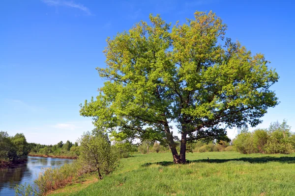 Zelený strom na pobřeží řeky — Stock fotografie