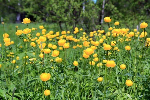 Цветок глобуса на весеннем зеленом поле — стоковое фото