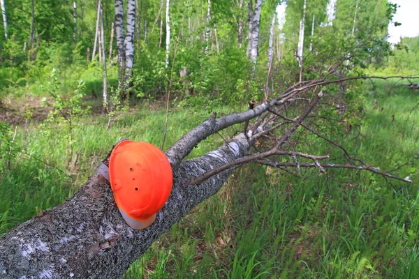 Шлем лесоруба на дереве — стоковое фото