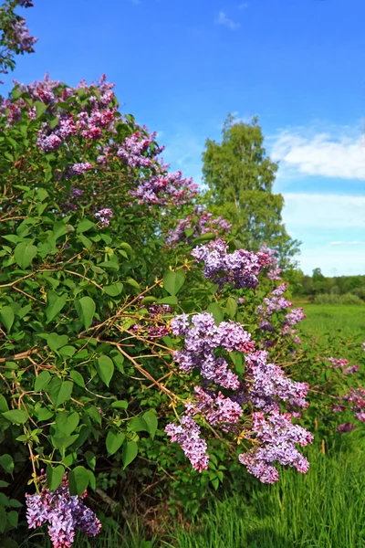 Lilás de primavera em jardim rural — Fotografia de Stock