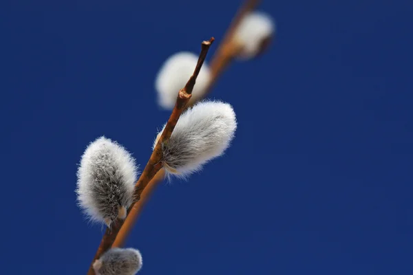 Stock image Wood buds on blue background