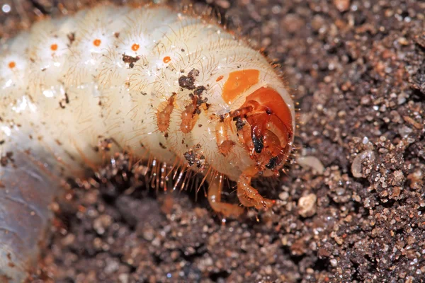 stock image Bug maggot on brown land