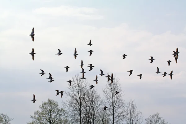 Flock snipe on spring marsh — Stock Photo, Image