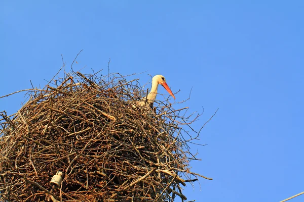 Storch im Wagenheber auf Himmelshintergrund — Stockfoto