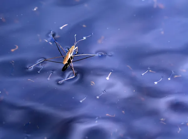 Pond skater on blue water — Stock Photo, Image