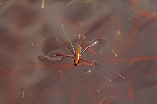 Pond skater on red water — Stock Photo, Image
