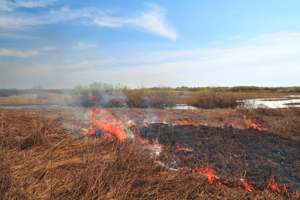 Röd eld på våren fält i torra örten — Stockfoto