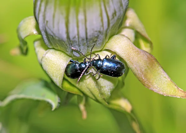 蓝绿色草本上的 bug — 图库照片