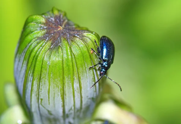 Blauwe bug op groene kruid — Stockfoto