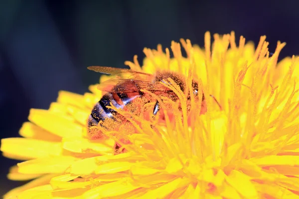 昆虫的朵黄色花在春天字段 — 图库照片