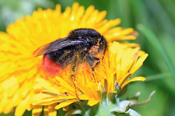 Insekt på gul blomma på våren sätter — Stockfoto