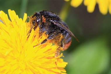 Bahar alan üzerinde sarı çiçek böcek
