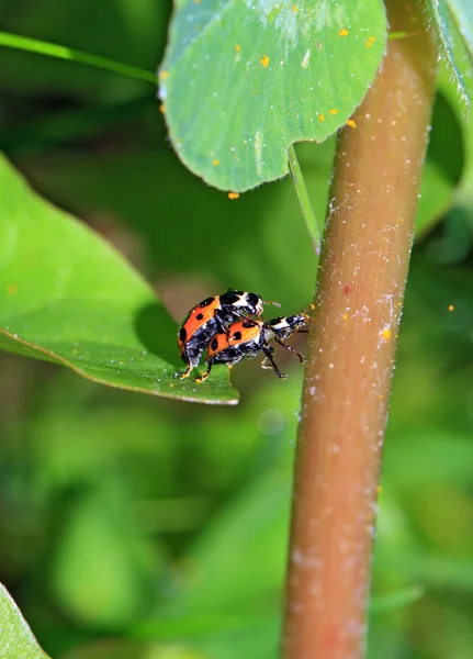Yeşil yaprak üzerinde iki uğur böceği — Stok fotoğraf