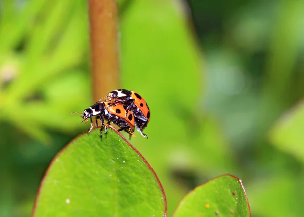 Yeşil yaprak üzerinde iki uğur böceği — Stok fotoğraf