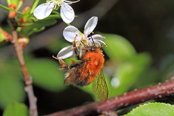 毛茸茸大黄蜂对樱桃花 — 图库照片