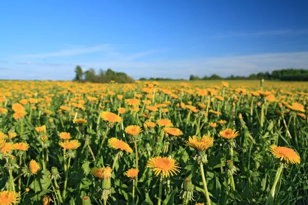 Yellow dandelions on spring field — Stock Photo, Image
