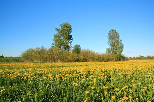 Gele paardenbloemen op lente veld — Stockfoto