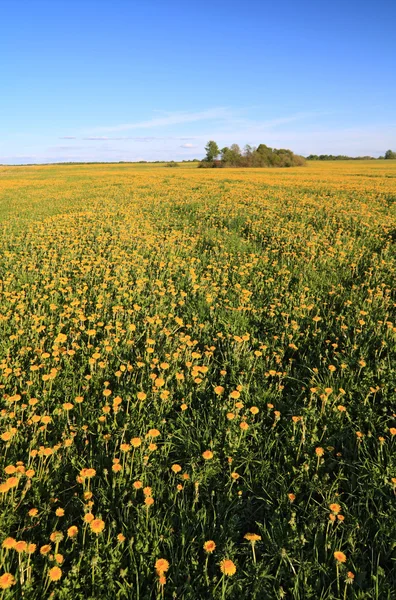Желтые одуванчики на весеннем поле — стоковое фото