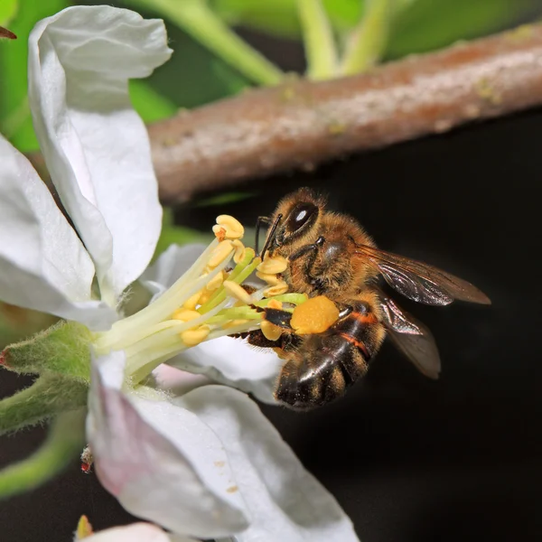 Aple 成为树花上黄色黄蜂 — 图库照片