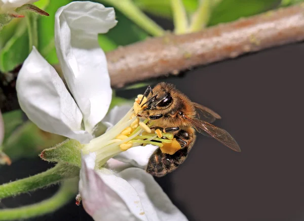 Aple ağaç çiçek sarı yaban arısı — Stok fotoğraf