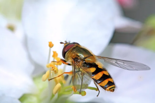 Yellow wasp on aple tree flower — Stock Photo, Image
