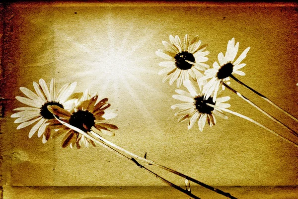 Daisywheels op oud papier — Stockfoto