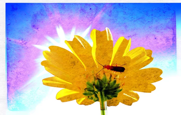Chrysanthemum on aging paper — Stock Photo, Image
