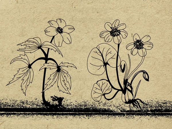 Blomma siluett på gamla papper — Stockfoto