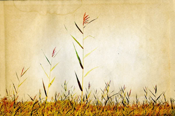 Fältet ört på åldrande papper — Stockfoto