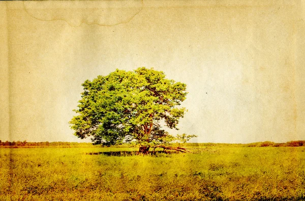 Starý dub na starý papír — Stock fotografie