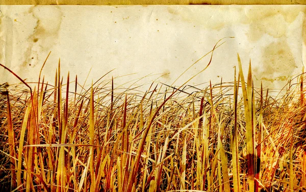 Erva de campo em papel velho — Fotografia de Stock