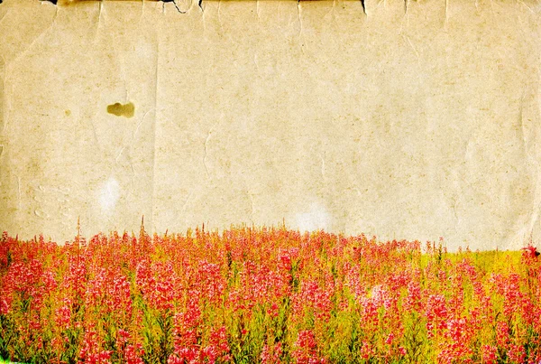 Feldblumen auf alterndem Papier — Stockfoto