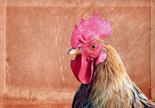 Cock on aging paper background — Stock Photo, Image