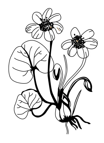 Veld bloem silhouet op witte achtergrond, vectorillustratie — Stockvector