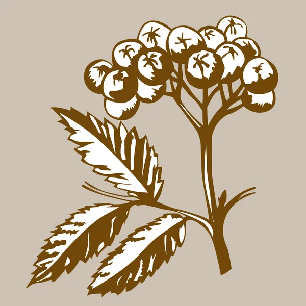 Rowanberry em fundo marrom, ilustração vetorial — Vetor de Stock