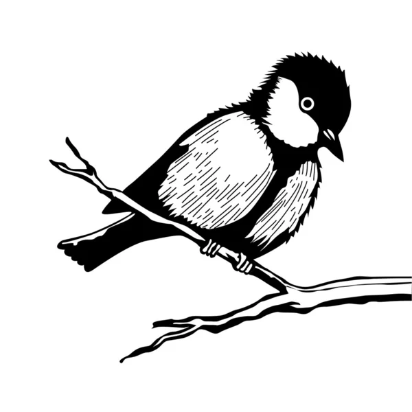 Ptak na gałęzi sylwetka na białym tle, illustrati wektor — Wektor stockowy