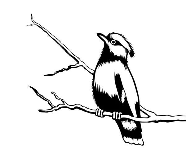 Bird silhouette on white background, vector illustration — Stock Vector