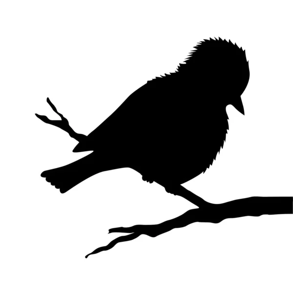 Птица на ветке силуэт на белом фоне — стоковый вектор