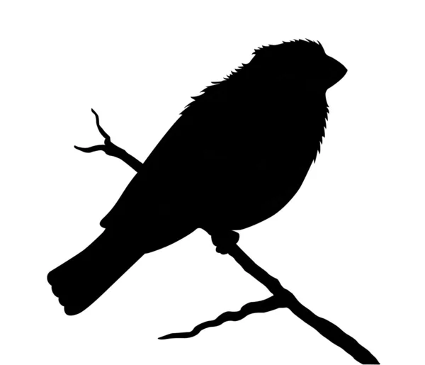 Vogel-Silhouette auf weißem Hintergrund — Stockvektor