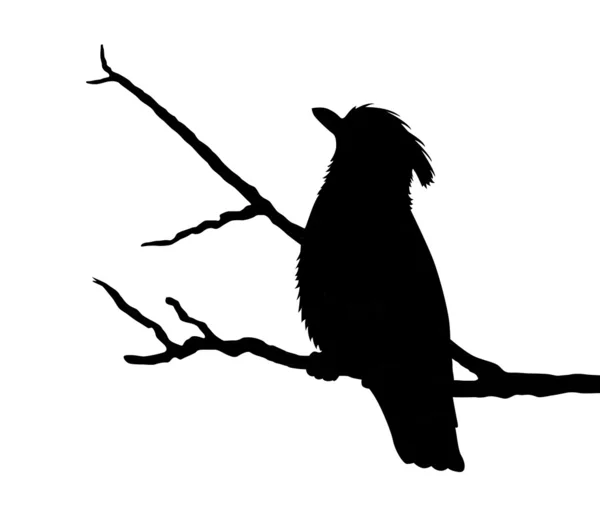 Silueta de pájaro sobre fondo blanco — Vector de stock