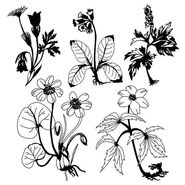 Πεδίο flowerses σε άσπρο φόντο, εικονογράφηση φορέας — Διανυσματικό Αρχείο