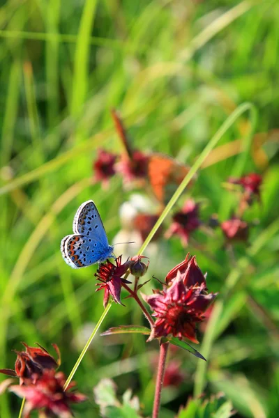 Modrý motýl na červený květ — Stock fotografie