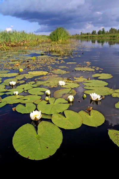 Vodní lilie na malém jezeře — Stock fotografie