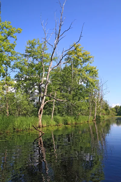 Сухое дерево на берегу озера — стоковое фото