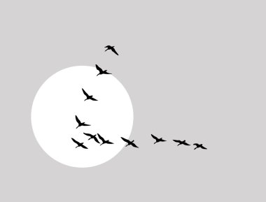 flying ducks silhouette on solar background, vector illustration clipart