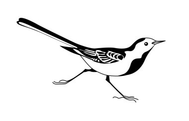 wagtail silhouette on white background, vector illustration clipart