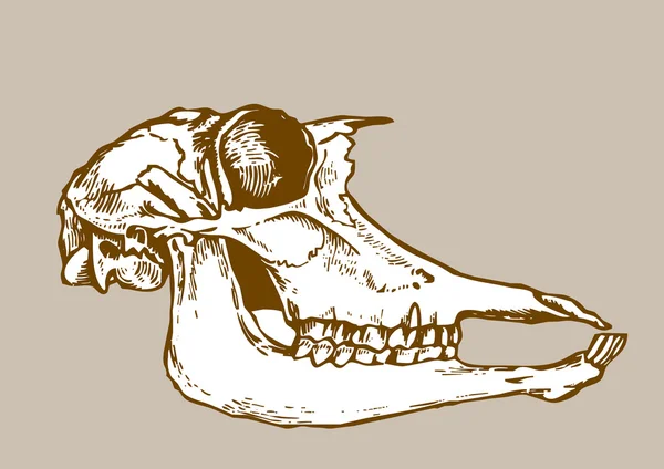 Silueta del cráneo sobre fondo marrón, ilustración vectorial — Archivo Imágenes Vectoriales