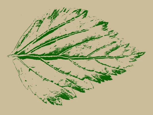 Green sheet on grunge background, vector illustration — Stock Vector