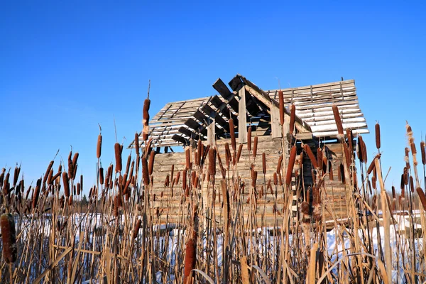 Bulrush perto de edifício rural de madeira — Fotografia de Stock