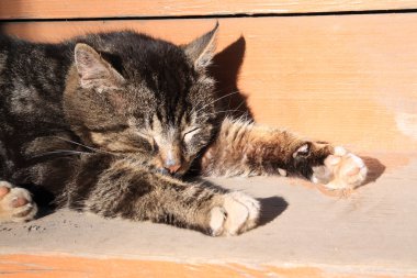 kahverengi tahta üzerinde uyuyan kedi